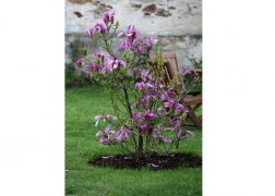 Magnolia susan / Nagyvirágú Liliomfa